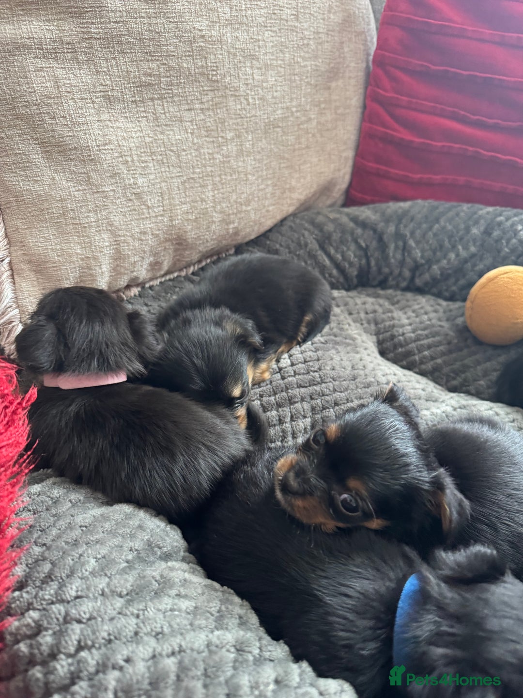 Chorkie dogs for sale: Chorkie pups - Image 4