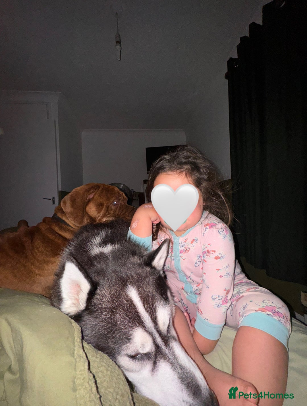 Mixed Breed dogs for sale: Rufus cross breed of mastiff  - Advert 4