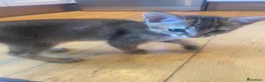 Potato