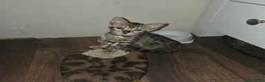 Bengal Kitten 2