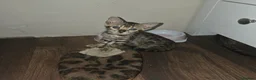 Bengal cats for sale: 5 gorgeous Bengal kittens - Advert 5