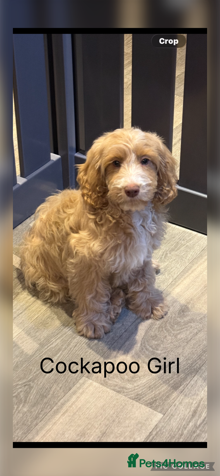 Cockapoo dogs F1 Cockapoo’s fully vaccinated  - Advert 4