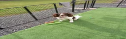 English Springer Spaniel dogs for stud: Stunning ESS for stud  in Tamworth - Advert 5