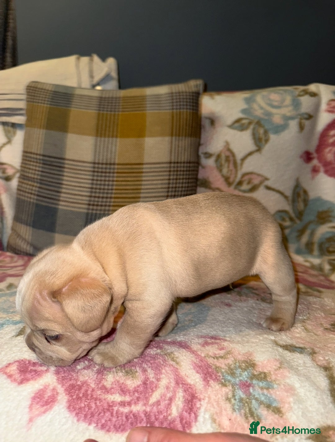 French Bulldog dogs for sale: Isabella  **  French bulldog puppy - Advert 4