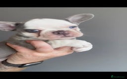 French Bulldog dogs for sale: fully vac Husky Panda Koi Frenchie=last 2ready now - Advert 29