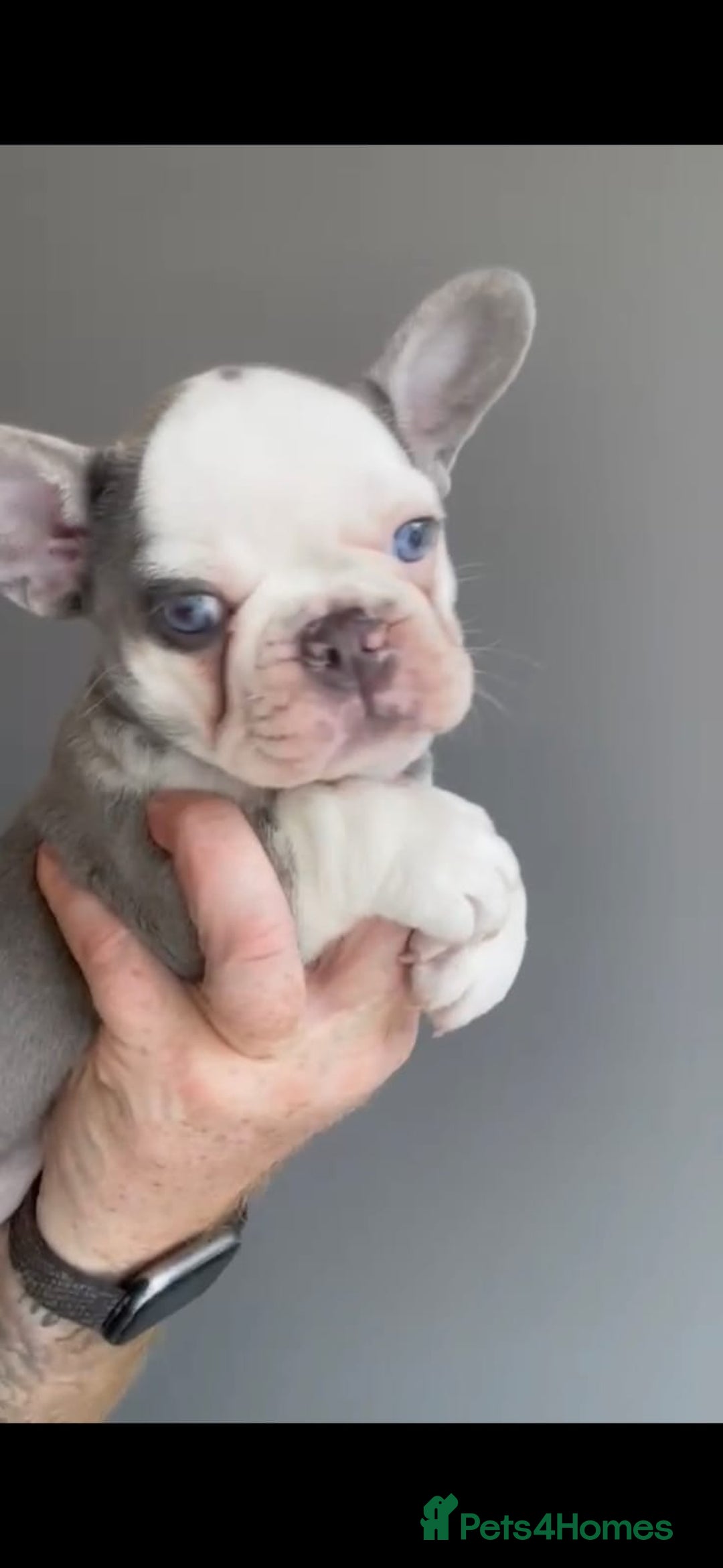 French Bulldog dogs for sale: fully vac Husky Panda Koi Frenchie=last 2ready now - Advert 29