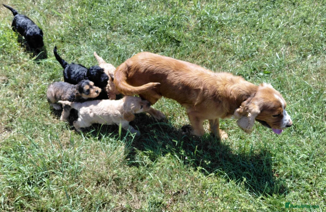 Cockapoo dogs for sale: Fluffy Cockalier-a-Poo Puppies – Ready Soon! - Advert 2