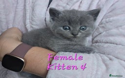 British Shorthair cats for sale: Kittens - Image 9