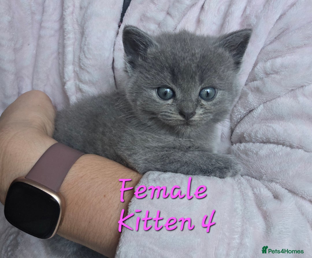 British Shorthair cats for sale: Kittens - Image 9