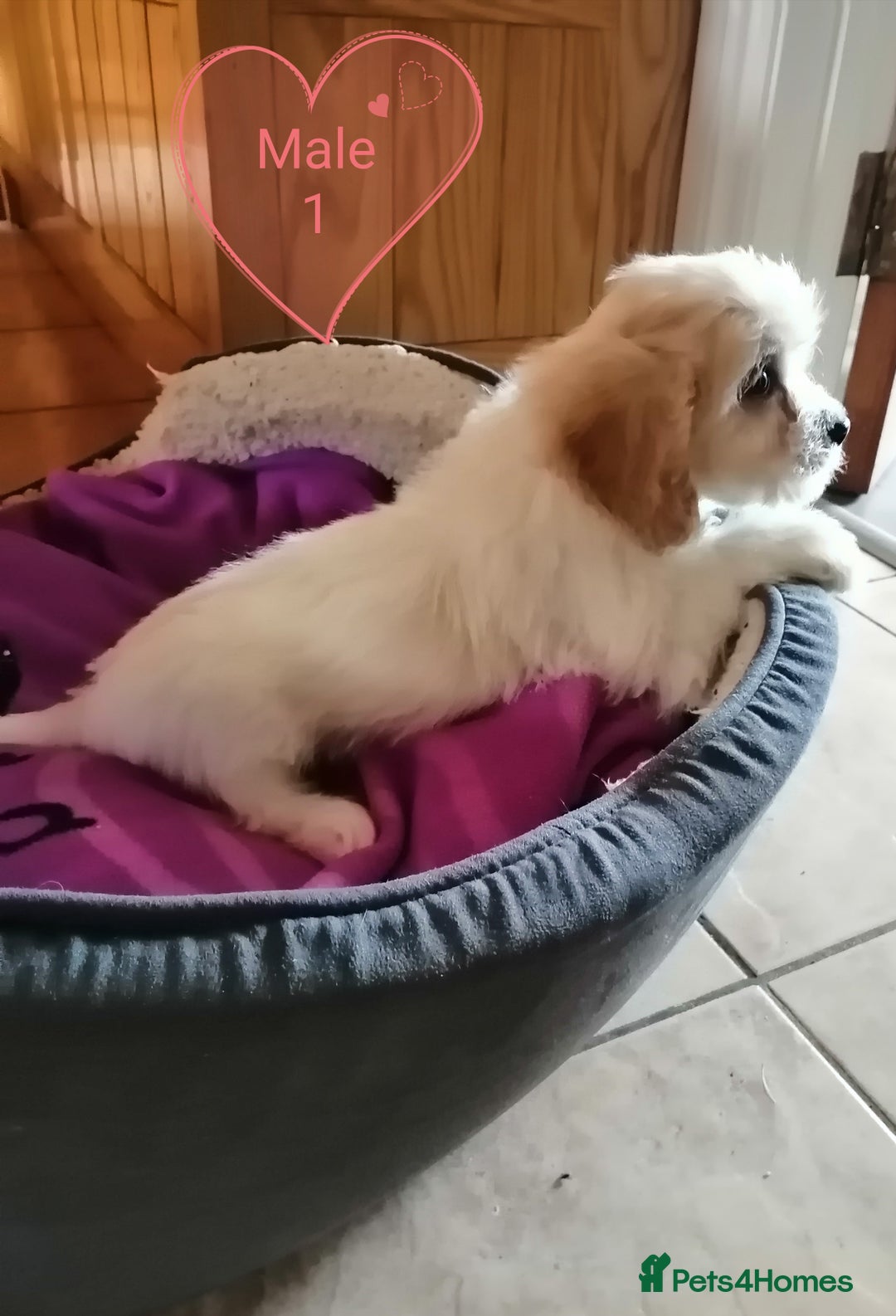 Cavachon dogs for sale: Cavachon Puppies - Image 8