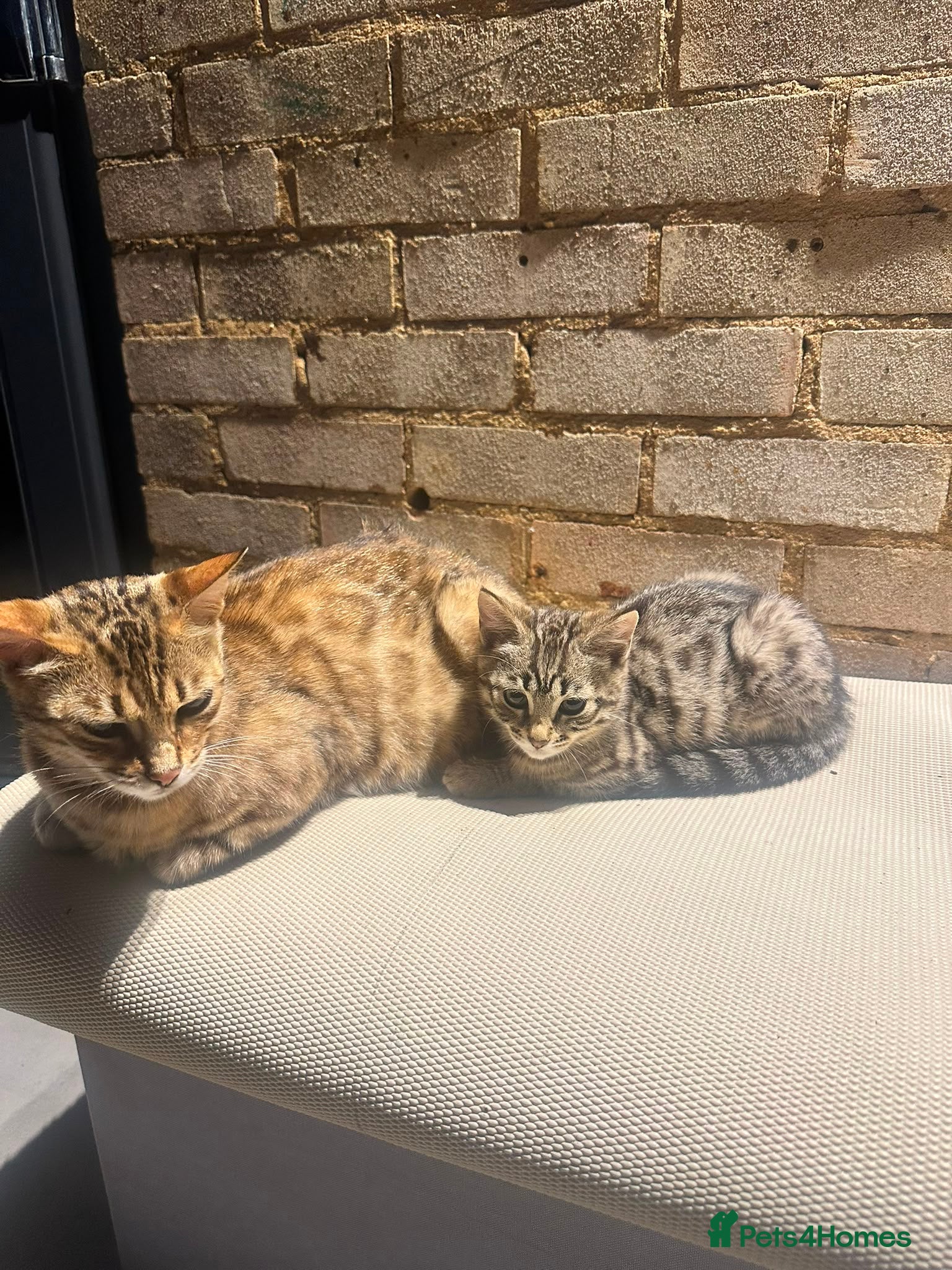 Mixed Breed cats .Bengal mix kitten - Advert 2