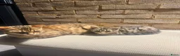 Mixed Breed cats for sale: .Bengal mix kitten in Waltham Cross - Advert 1