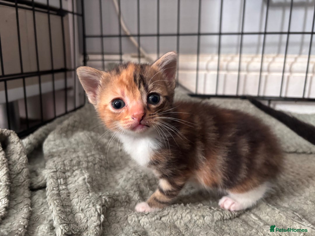 Domestic Shorthair cats for sale: Kittens - Image 12