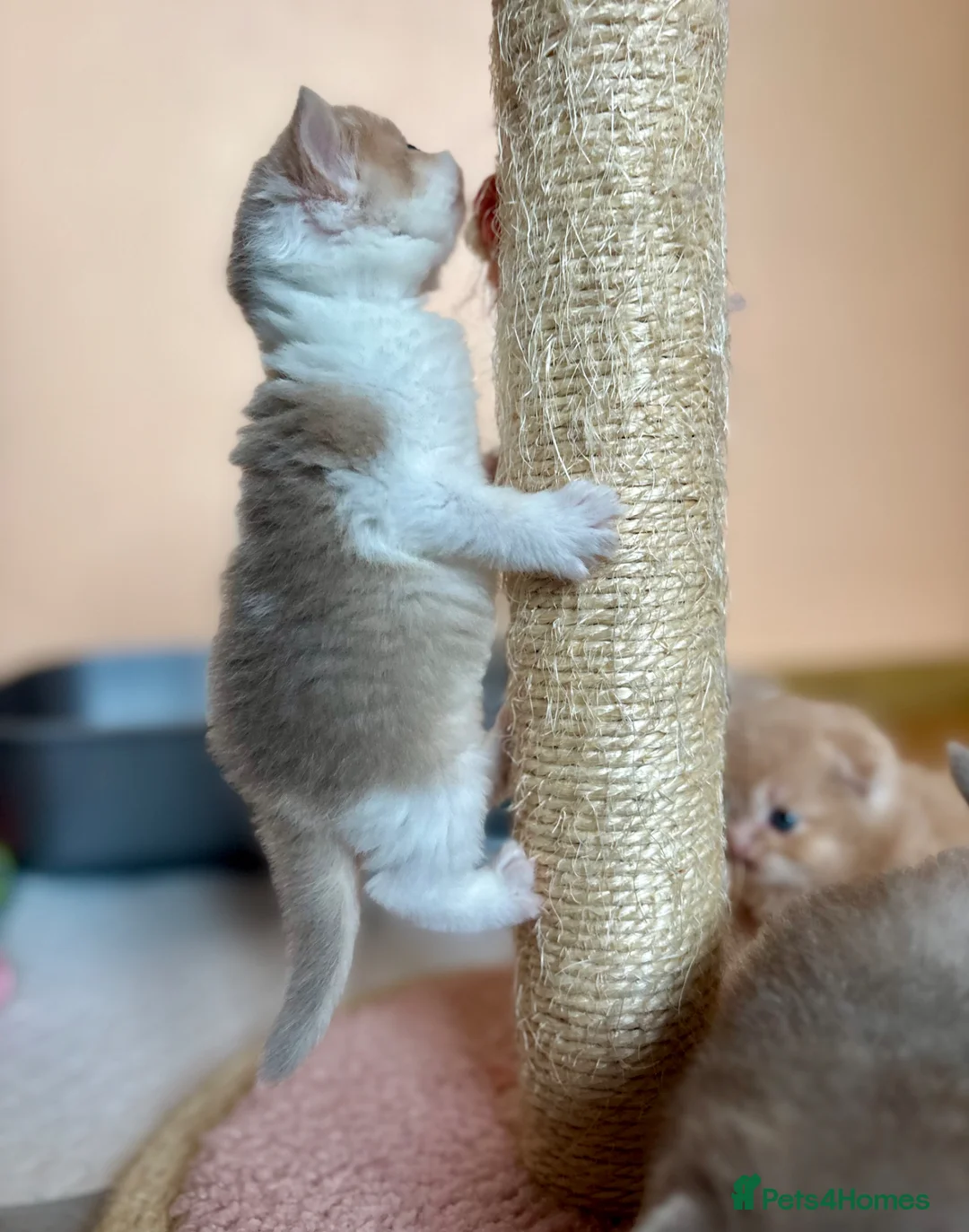 Scottish Fold cats for sale: Unique Scottish fold kittens - Advert 23