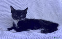 Mixed Breed cats for sale: Kitten: full of fun black & white male kitten - Image 3