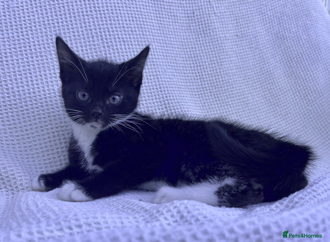 Mixed Breed cats for sale: Kitten: full of fun black & white male kitten - Image 3