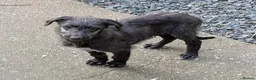 Deerhound dogs for sale: Scottish Deerhound Puppies  - Advert 10