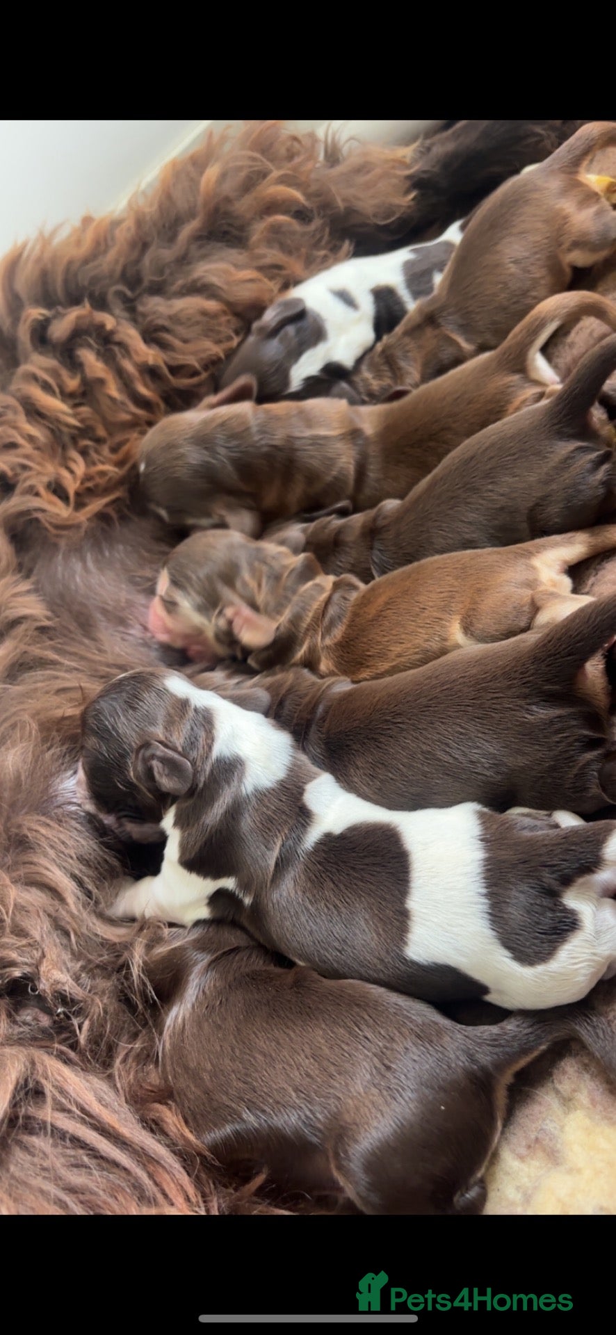 Cocker Spaniel dogs 🤎 KC show cockers 🤎 - Advert 2