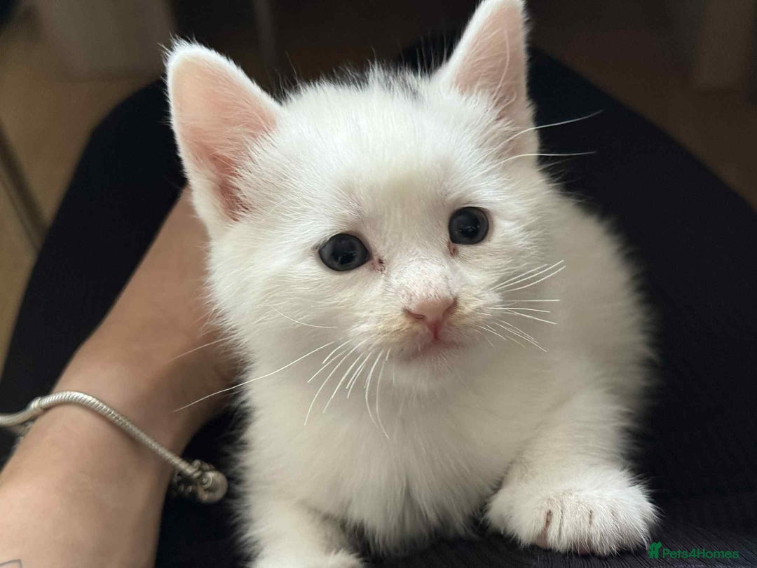 Mixed Breed cats for sale: 2 male , 2 female kittens for sale  - Image 2