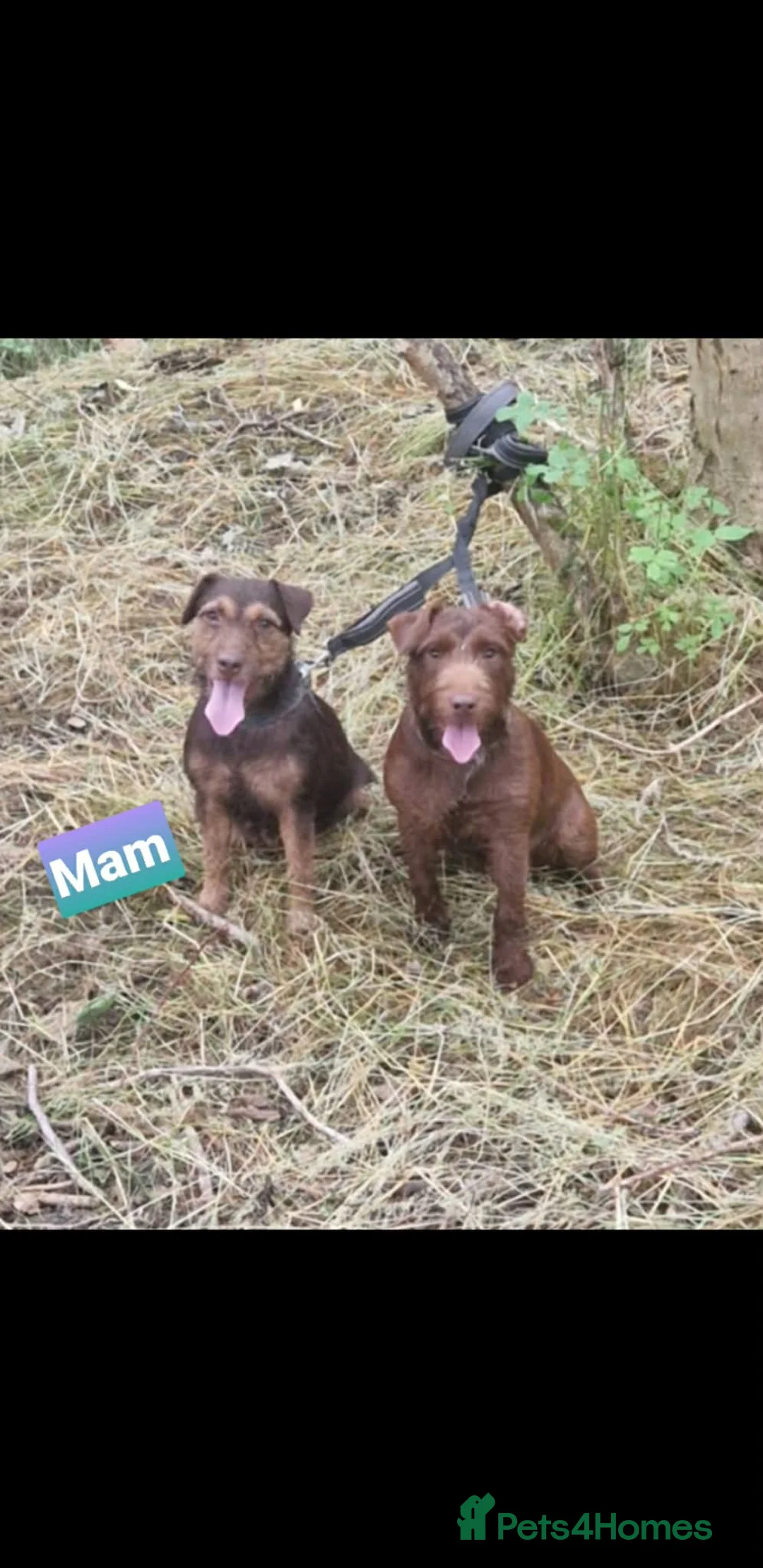 Patterdale Terrier dogs for sale: 1 sable patterdale terrier puppy - Advert 6