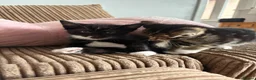 Mixed Breed cats for sale: Beautiful kittens  in Hove - Advert 2