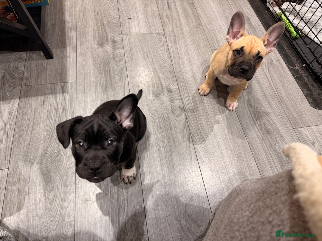 Mixed Breed dogs for sale: American french bully  - Advert 34