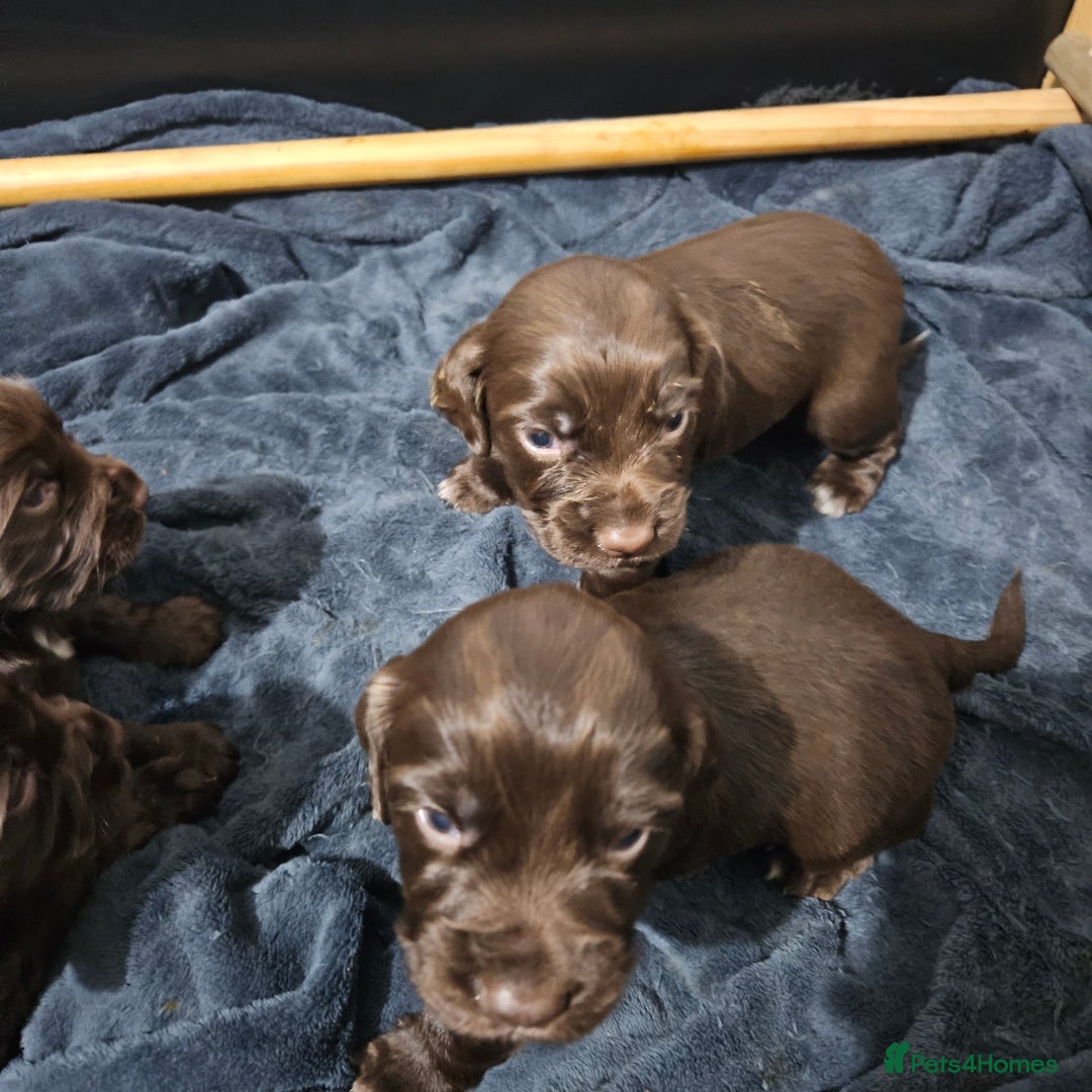 Cocker Spaniel dogs for sale: Cocker spaniel Puppies Males and females - Advert 7
