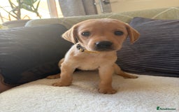 Labrador Retriever dogs for sale: Female Yellow Labrador Puppy  - Image 13