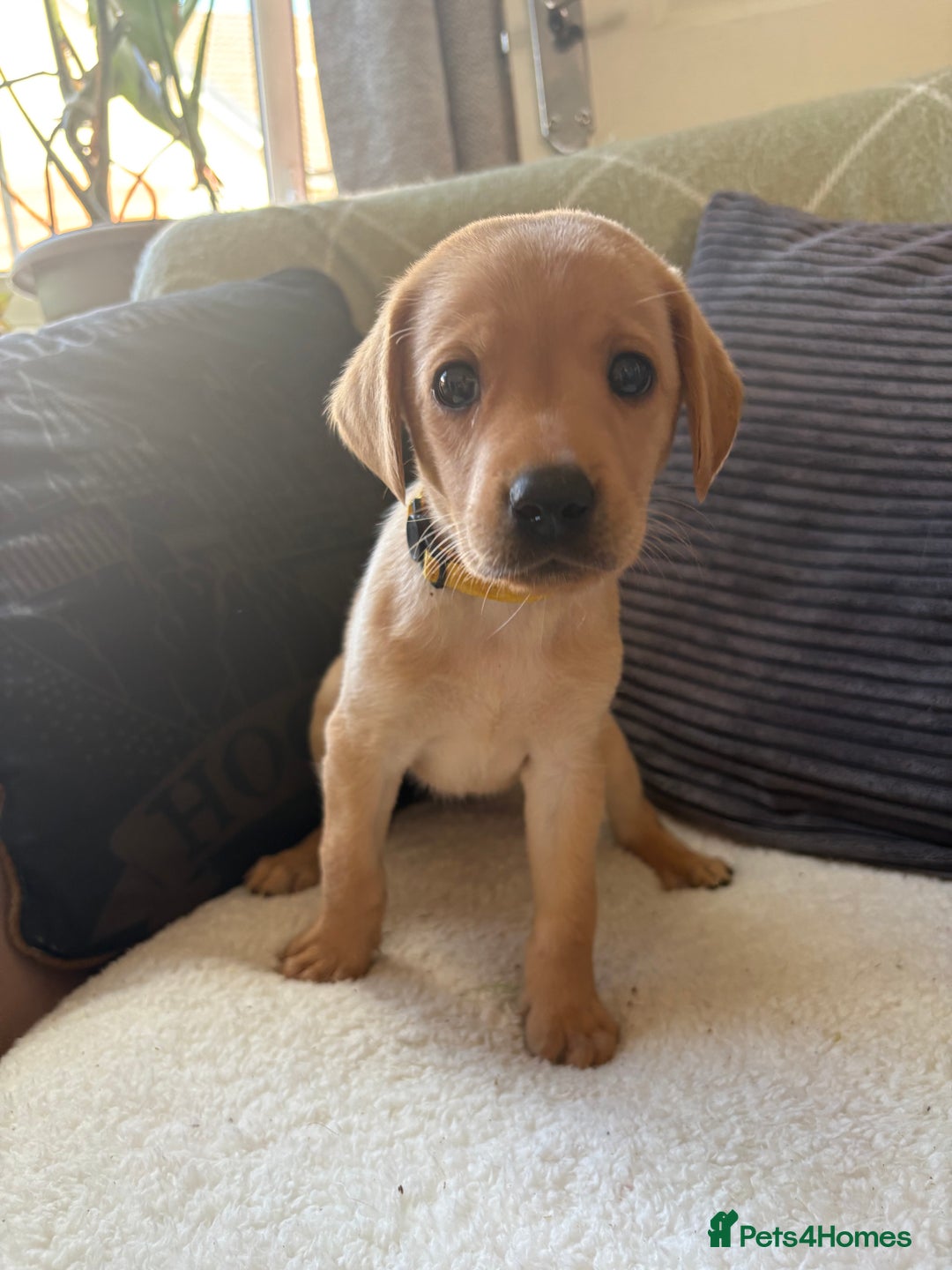 Labrador Retriever dogs for sale: Female Yellow Labrador Puppy  - Image 13