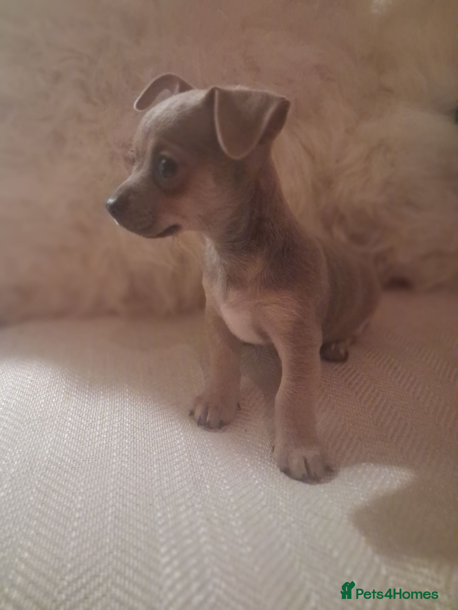 Jack Chi dogs for sale: Jack russel cross chihuahua puppies  - Advert 1