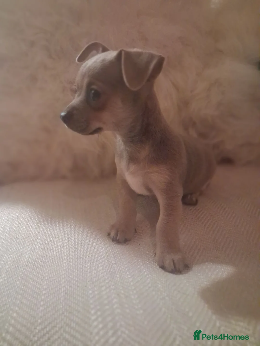 Jack Chi dogs for sale: Jack russel cross chihuahua puppies  - Advert 1