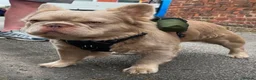 French Bulldog dogs for stud: ⭐️Bowser fluffy stud⭐️ - Advert 12
