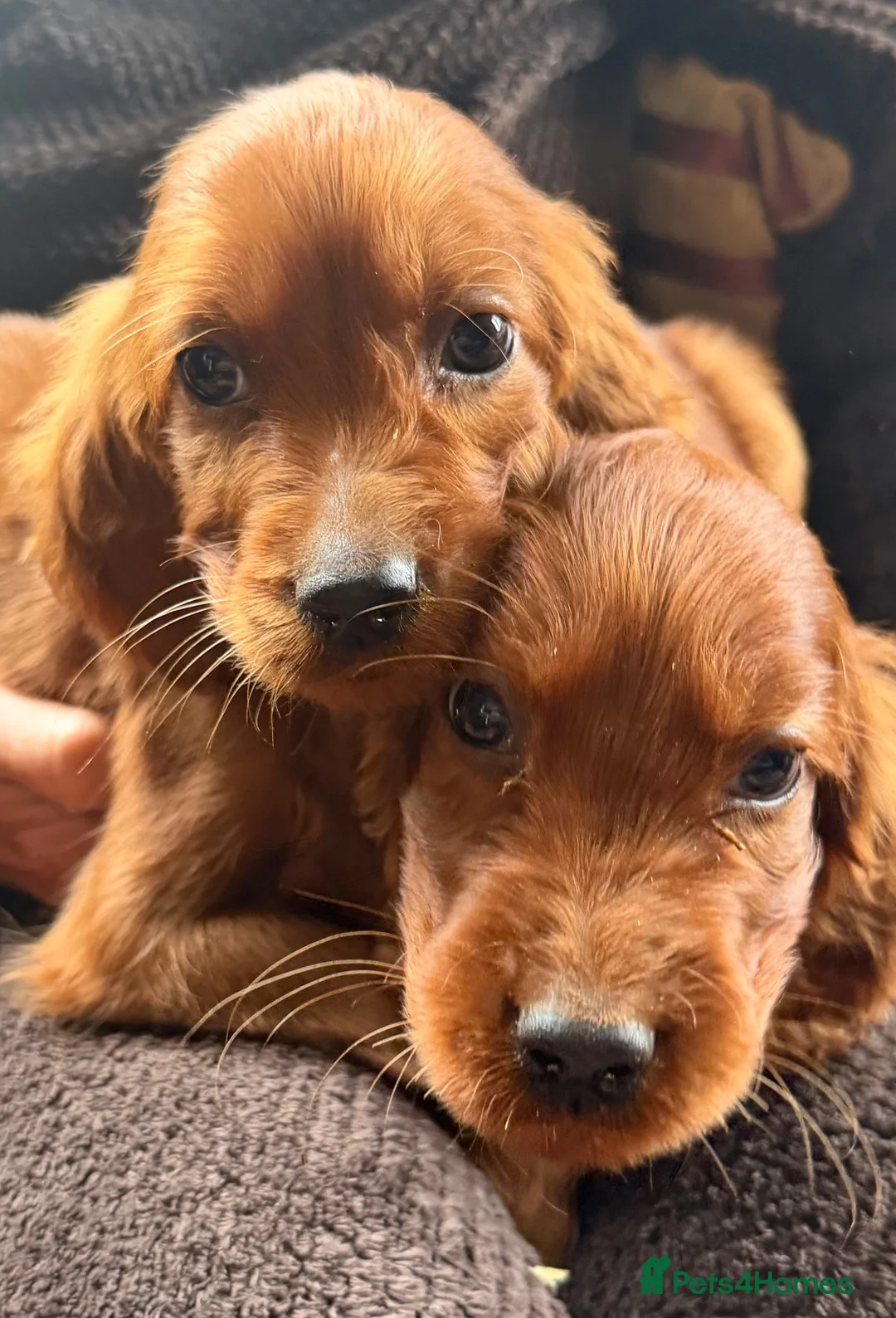 Irish Setter dogs for sale: TWO BOYS AVAILABLE READY TO LEAVE - Advert 1