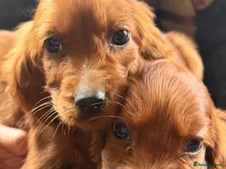 Irish Setter dogs TWO BOYS AVAILABLE READY TO LEAVE - Advert 3