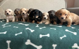 Miniature Dachshund dogs for sale: ***long haired mini dachshunds **** - Image 4