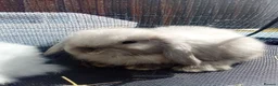 Mini Lop rabbits for sale: Mini Lop Bunnies Ready to leave 12/05 - Advert 5