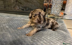 Cockapoo dogs for sale: 5 ⭐️ Cockapoo Puppies for 5 ⭐️ homes only - Image 24