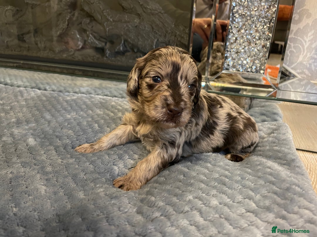 Cockapoo dogs for sale: 5 ⭐️ Cockapoo Puppies for 5 ⭐️ homes only - Image 24