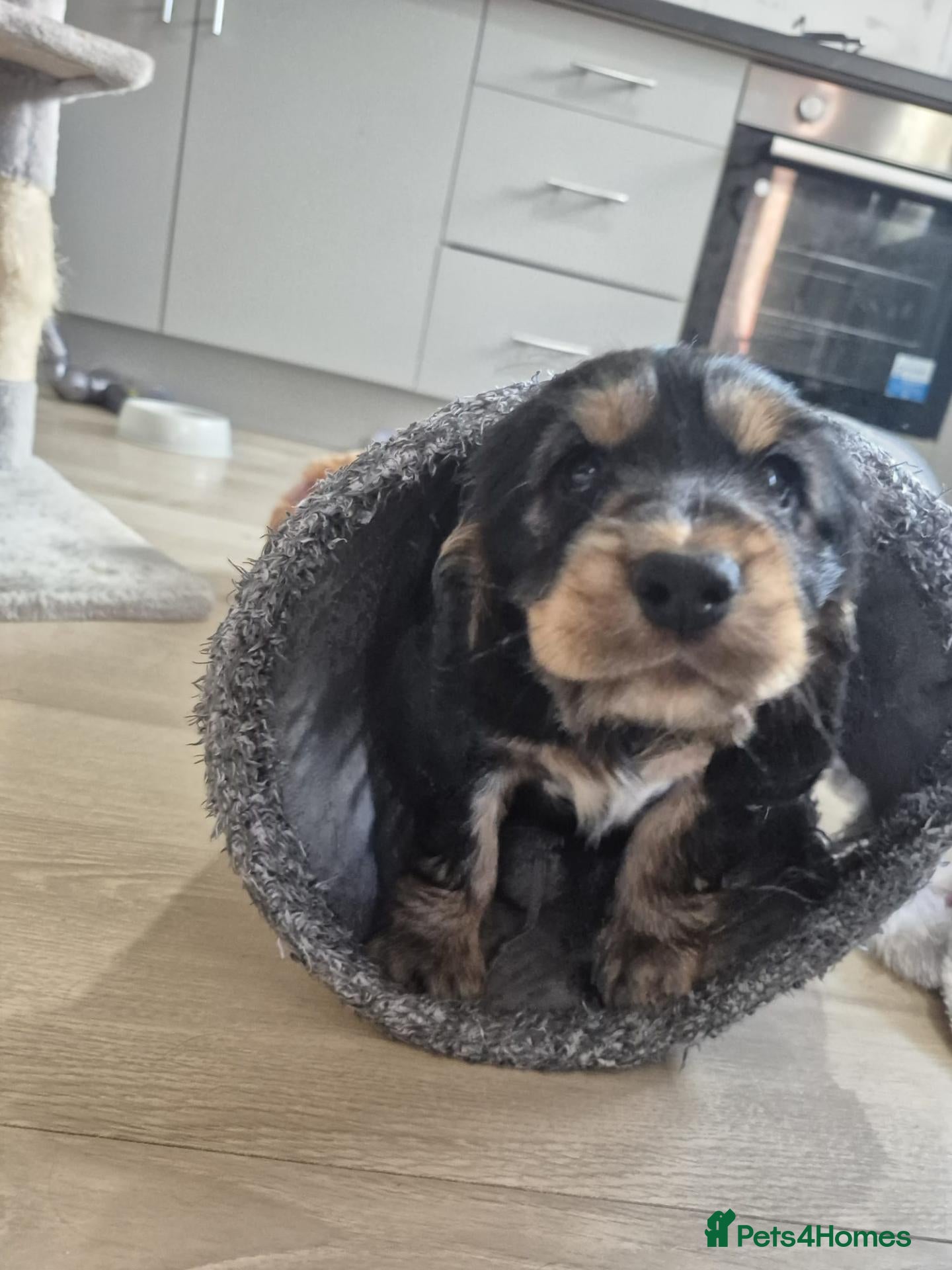 Cocker Spaniel dogs ​Gorgeous Cocker Spaniel Puppies DNA health tested - Advert 2