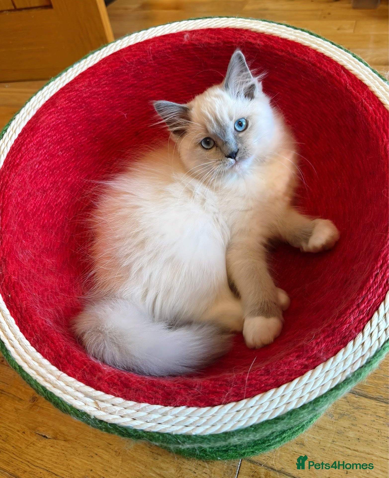 Ragdoll cats TICA REGISTERED PURE RAGDOLL KITTENS DNA tested  - Advert 1