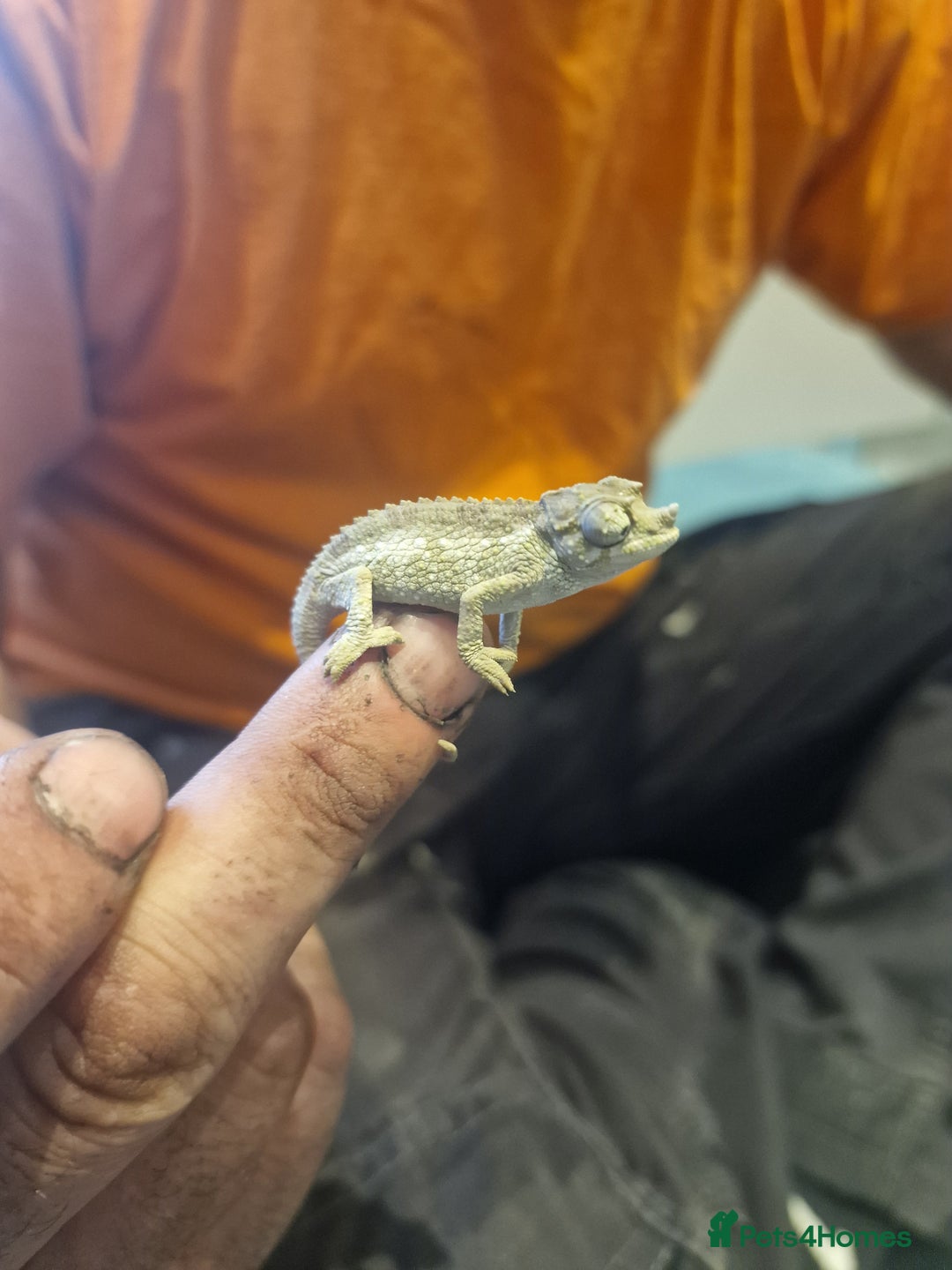 Chameleon reptiles for sale: Baby jackson Chameleons  - Image 6