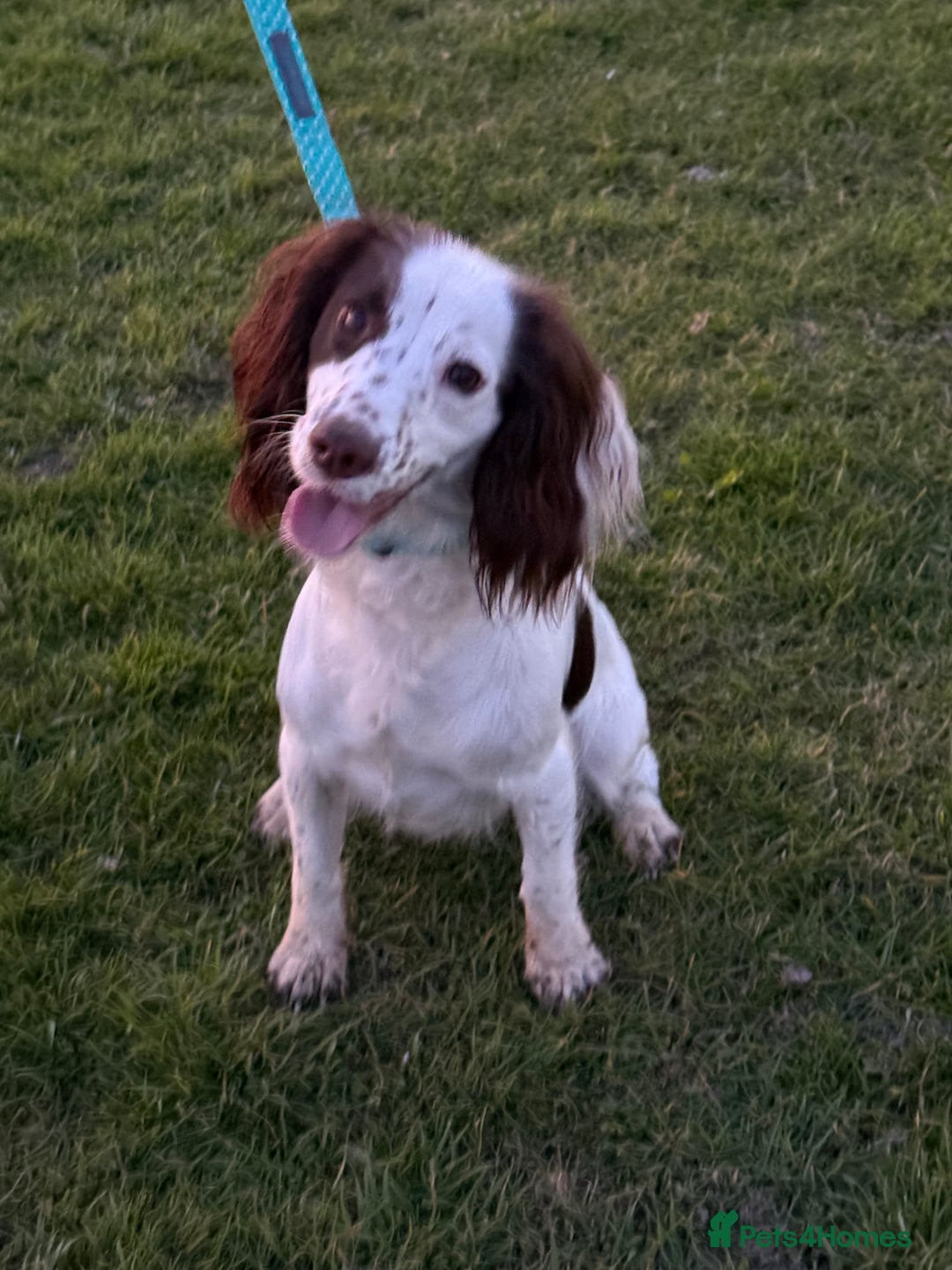 Cocker Spaniel dogs for sale: Working cocker spainel puppies  - Advert 36