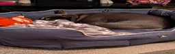 French Bulldog dogs for sale: Male and female french bulldogs  in Bo'ness - Advert 7