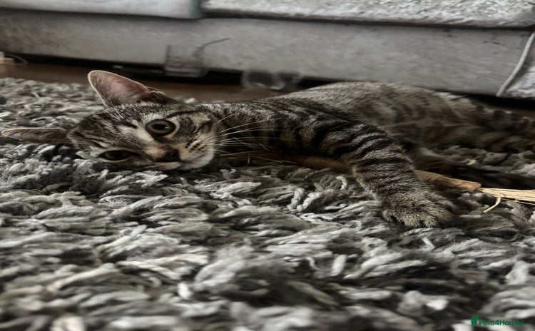 Mixed Breed cats - Advert 9