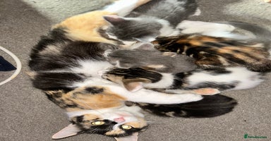 Mixed Breed cats - Advert 9