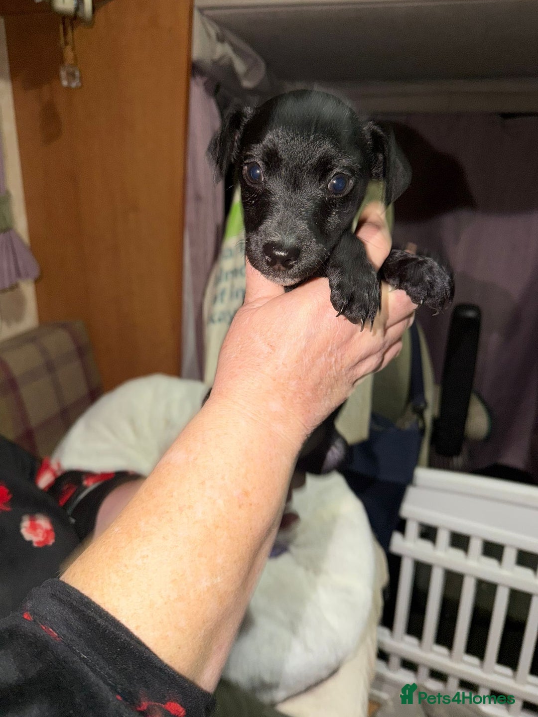Patterdale Terrier dogs for sale: Super cute little girl, ready for forever home - Advert 11