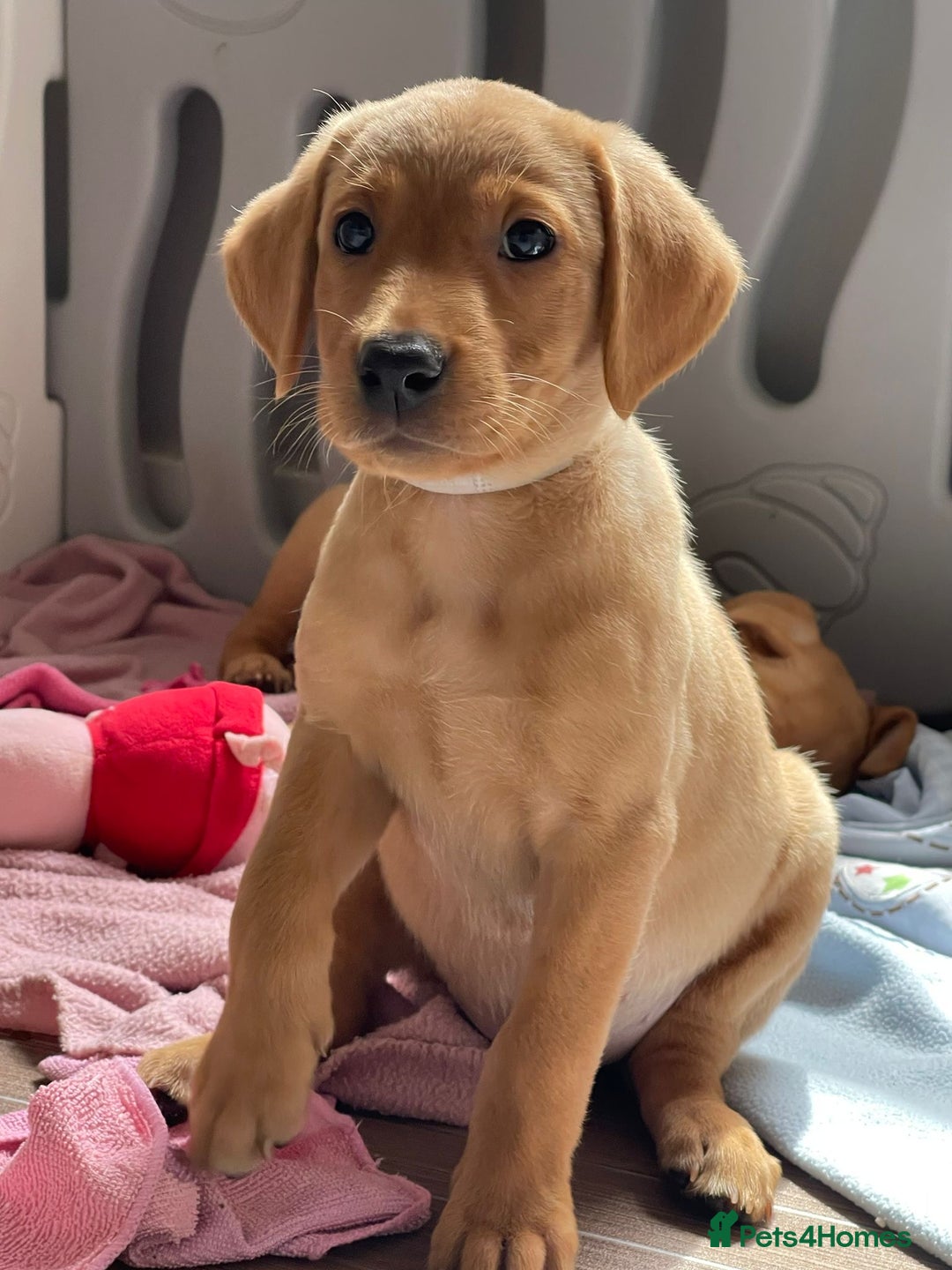 Labrador Retriever dogs for sale: KC registered Fox Red Labrador pup (last girl)🐾 in Saltcoats - Image 5