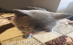 British Shorthair cats for sale: British Shorthair kittens  - Image 8
