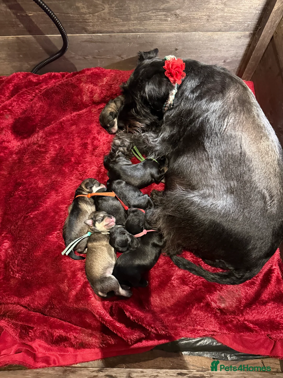 Miniature Schnauzer dogs for sale: Beautiful KC Registered Miniature Schnauzer - Advert 4