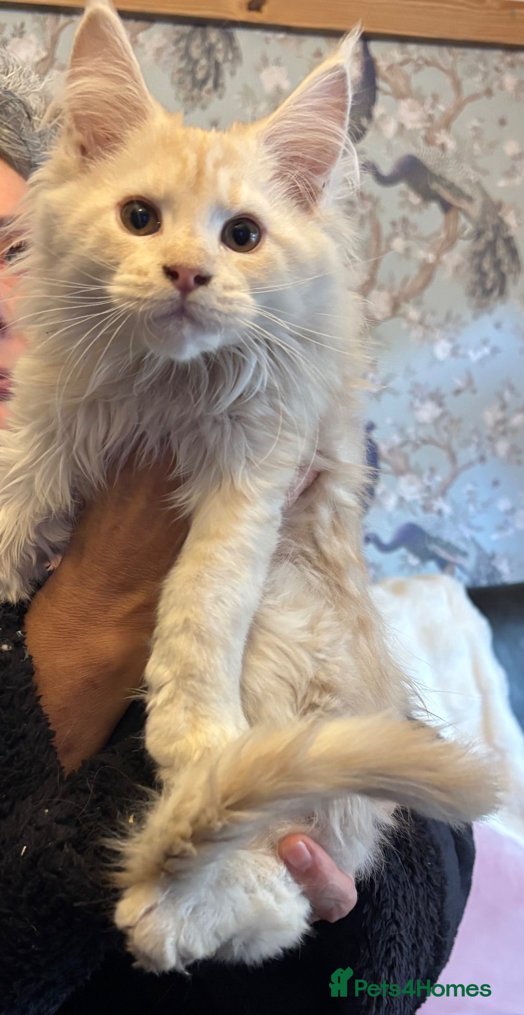 Maine Coon cats GCCF Registered Maine Coons - Advert 1